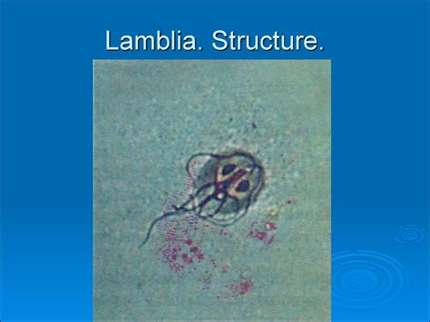 Protozoa As Parasites Of Human Being презентация онлайн