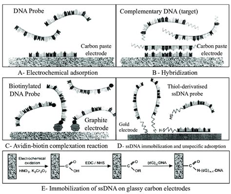 Dna Immobilization Onto The Electrode Surface A Electrochemical Download Scientific Diagram