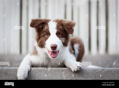 Adorable Border Collie Puppy Sitting On The Ground Four Months Old