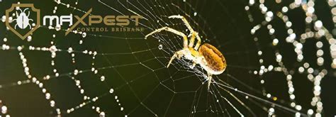 Spider Pest Control Brisbane Addify