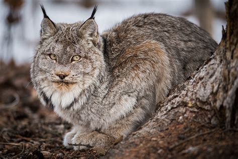 壁紙猞猁屬凝视動物下载照片