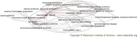 Brachydactyly, Type B2 disease: Malacards - Research Articles, Drugs ...