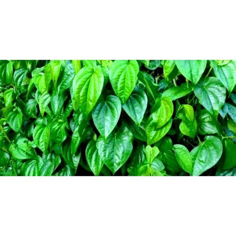 Jual Tanaman Daun Sirih Hijau Segar Berupa Daun 100 Lembar Shopee