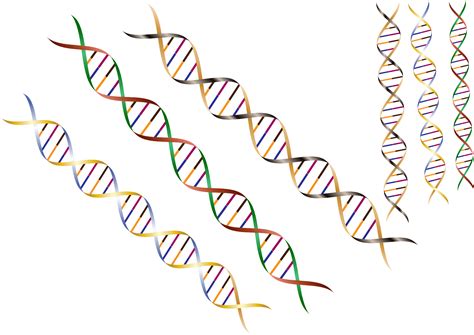 Clip Art Of Dna Strand Free Image Download