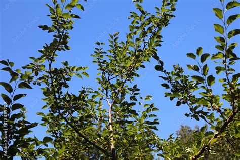 Mulberry tree with fruits Stock Photo | Adobe Stock