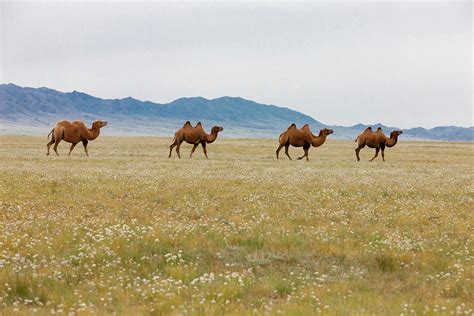 Bactrian Camel Herd Photograph by Tom Norring | Pixels