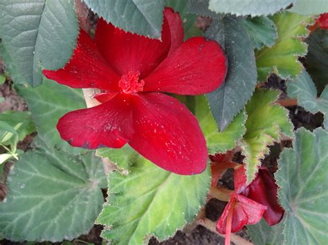 Неприхотливая вечноцветущая бегония, Бегония вечноцветущая - комнатные ...