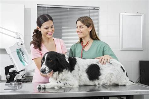 9 Benefits Of Spaying Or Neutering Your Dog Vet Reviewed Facts And Faq