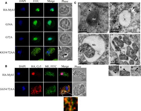 Membrane localization of a Myb3 transcription factor regulated by a ... 
