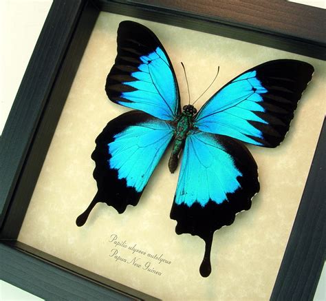 Blue Mountain Swallowtail- Framed Butterfly art- Papilio ulysses autolycus