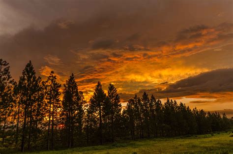 Photo of silhouette pine trees sunset HD wallpaper | Wallpaper Flare