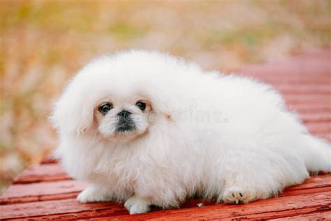 White Pekingese Stock Photo Image Of Breed Isolated 1470174