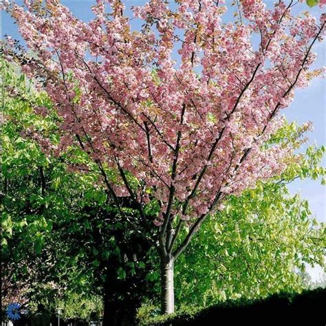 Prunus Kanzan Flowering Cherry The Plant Store Nz