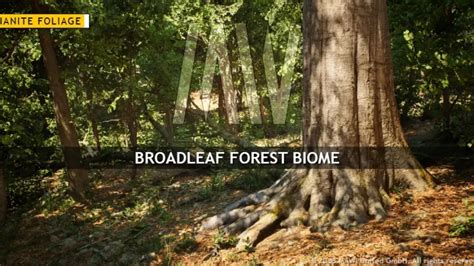 MW Broadleaf Forest Trees Biome - Unreal Engine Asset | UnrealAll