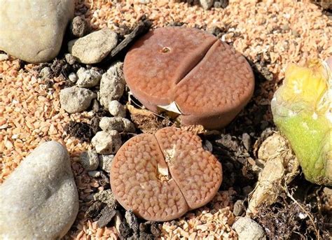 Lithops I Sassi Viventi Dell Africa VIRIDEA Piante Grasse