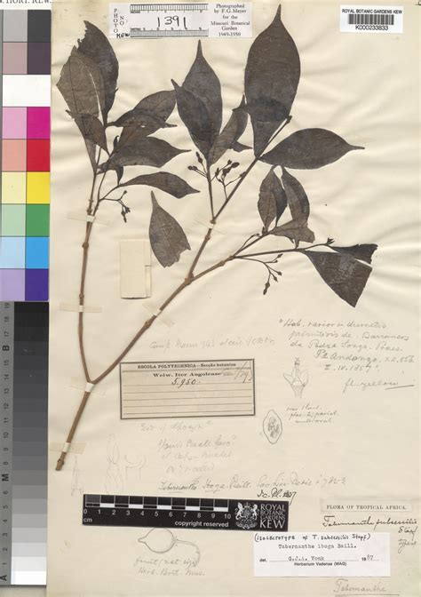 Tabernanthe Iboga Baill Plants Of The World Online Kew Science