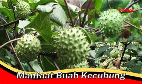 Temukan Manfaat Buah Kecubung Yang Jarang Diketahui Biotifor