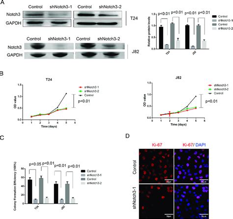 Notch3 Knockdown Inhibits Cell Growth In Vitro A Notch3 Levels In