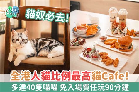 旺角美食：【貓奴必去！人貓比例全港最高貓cafe！多達40隻喵喵 免入場費 一份餐即可任玩90分鐘】 Many Mo多毛 新浪香港