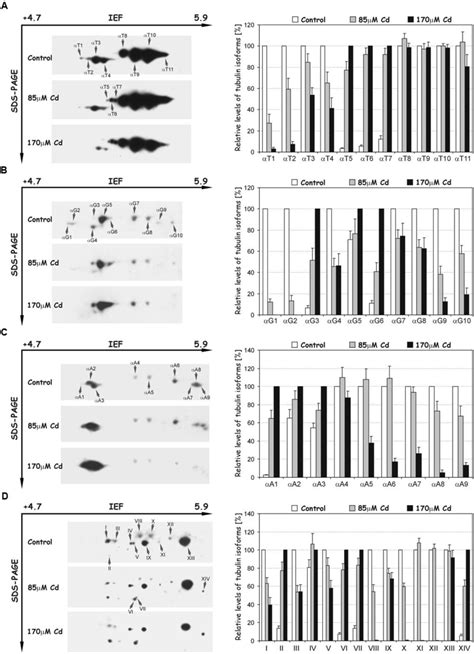 Representative Immunoblots Probed With A Set Of Different Antibodies Download Scientific