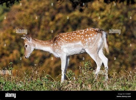 Fallow Deer Female Stock Photo Alamy