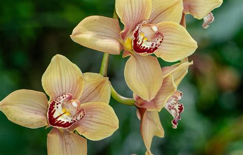 Orquídea Cymbidium Beleza e Cuidados Essenciais