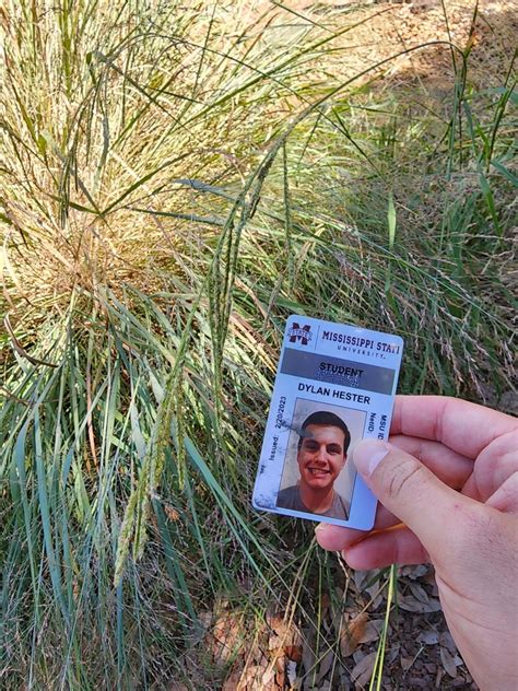 Vasey Grass From Mississippi State MS 39759 USA On August 31 2023 At