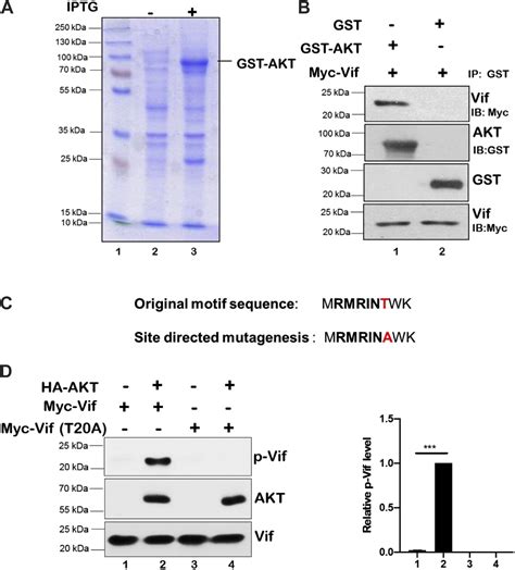 Host Akt Mediated Phosphorylation Of Hiv Accessory Protein Vif