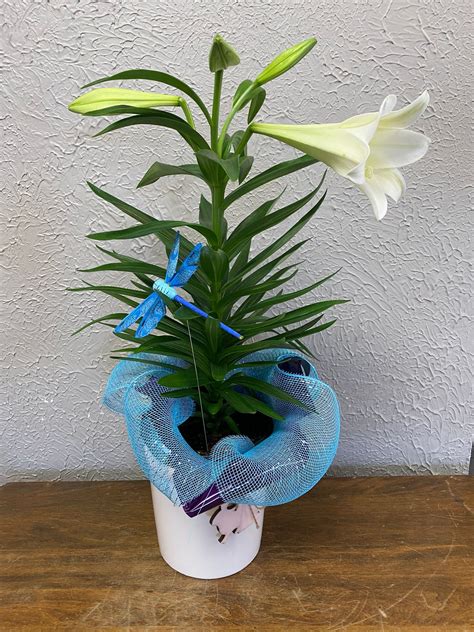 Easter Lily — Gammage Flowers