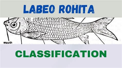 Class Osteichthyes Labeo