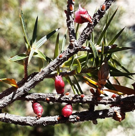 Melichrus Erubescens From Goulburn River National Park Nsw