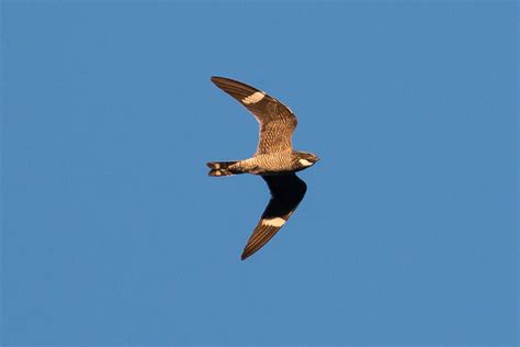 Common Nighthawk Enjoy Seeing And Hearing These Birds Fl Flickr