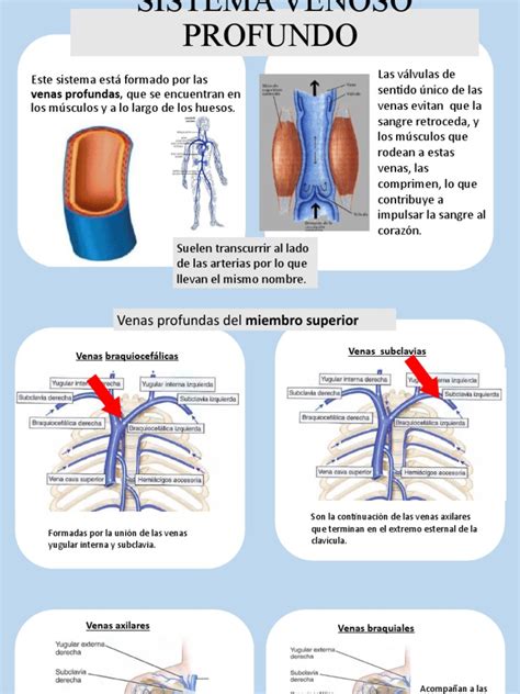 Sistema Venoso Profundo Pdf Vena Anatomía