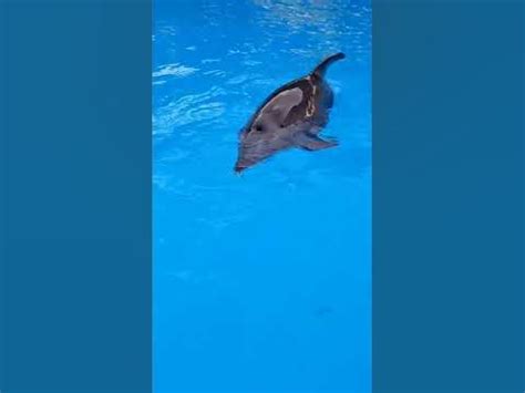Общение с дельфином#дельфинарий#дельфины - YouTube