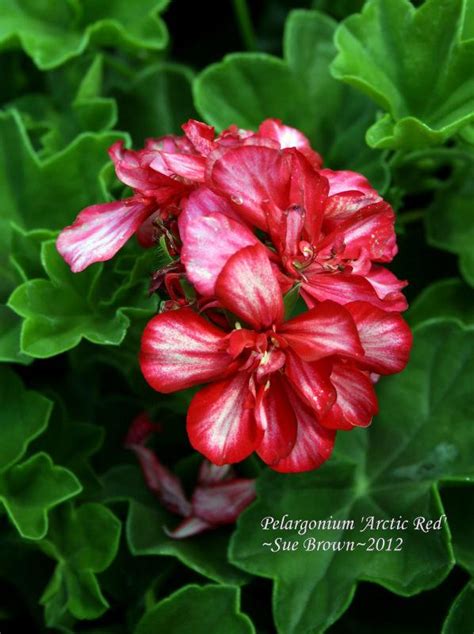 Ivy Geranium Pelargonium Peltatum Freestyle Arctic Red In The