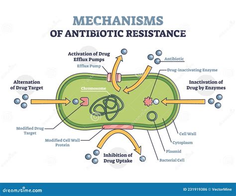 Diagrama De Esquema De Resistencia Antibiótica Mecanismo Ilustrado En