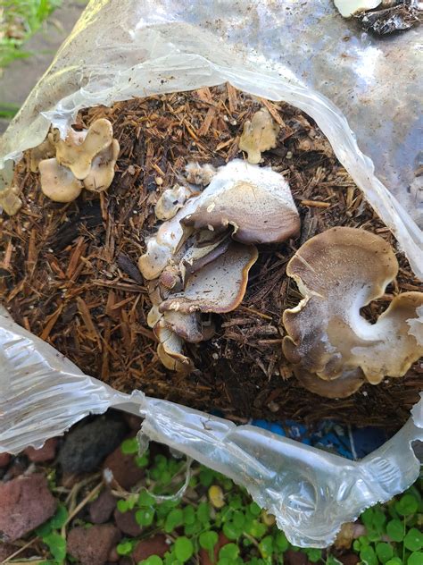 ID help please. I found these growing in the leftover no float cypress