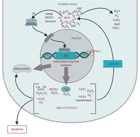 A Response To Oxidative Stress Pathway Controlled By Keap Nfe L