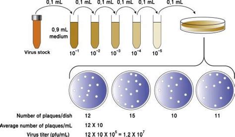 Viability Definition And Examples Biology Online Dictionary