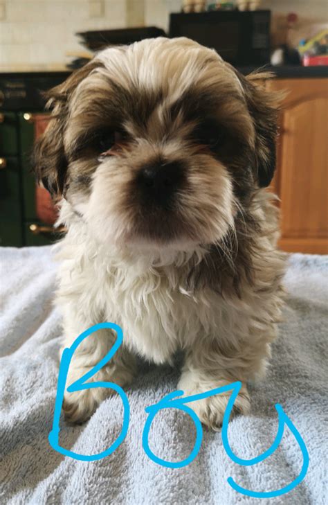 Shihtzu Shih Tzu Purebred Non Kc Reg Male Puppies In Tandragee