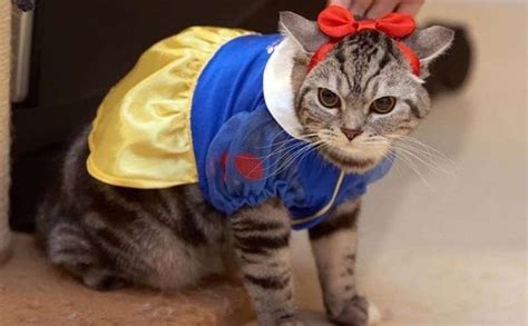 30 Cat Costumes That Are Too Cute | Costume Wall