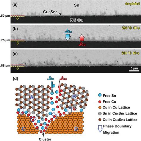 Crosssectional Bse Images Of A Sn Nc Cu Reaction Couple After