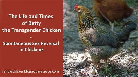 The Life And Times Of Betty The Transgender Chicken Spontaneous Sex