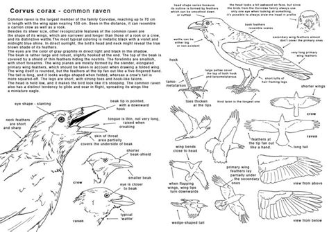 Image result for anatomy of a raven | Bird drawings, Anatomy drawing ...