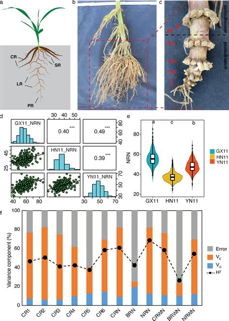 Phenotypic Evaluation Of Maize Root Traits A Embryonic Root System Download Scientific