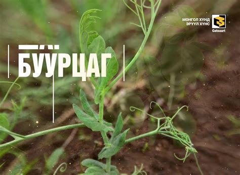 Гацуурт хүнс - Home