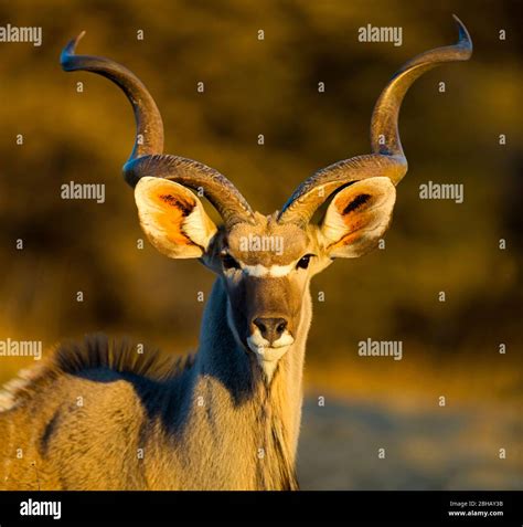 Portrait Of Greater Kudu Tragelaphus Strepsiceros Namibia Stock