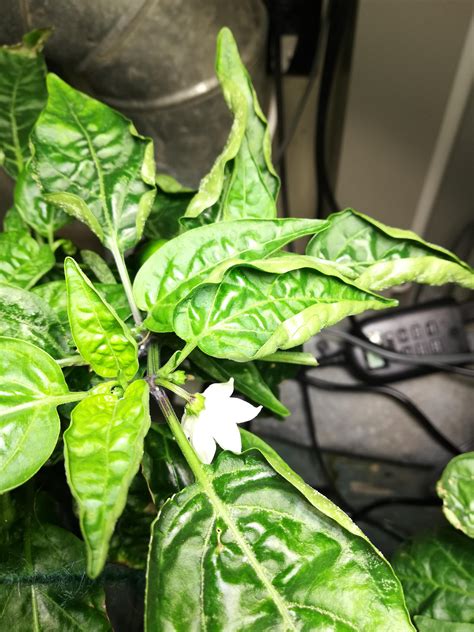 Issue Growing My Peppers Leaf Curl Slight Discoloration Info In