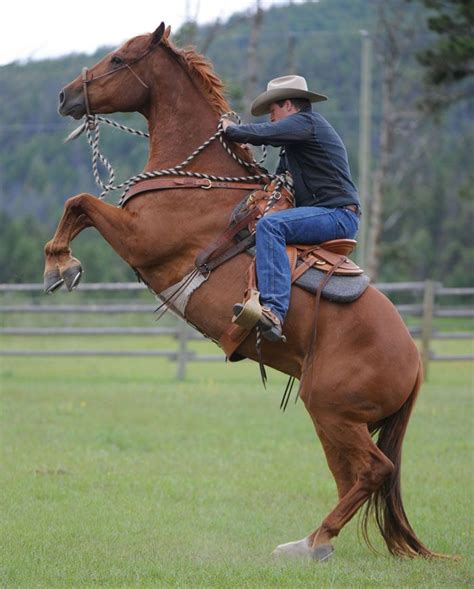 310 Best Images About Horse Rearing On Pinterest Arabian Horses