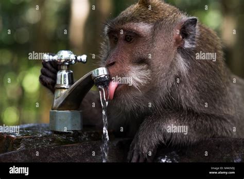 Mono en el agua fotografías e imágenes de alta resolución Alamy